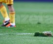 Gazonul de pe National Arena nu a rezistat mai mult de 10 minute. La finalul meciului acesta arata ca un "cîmp de cartofi", după descrierea presei franceze