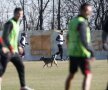 Cîinii" au efectuat azi primul antrenament cu mingea de cînd au reluat pregătirile