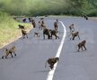 Deseori şoselele sînt invadate de maimuţe sau elefanţi.