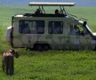 Nimeni nu are voie să coboare din maşina specială de safari.