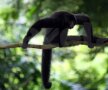Maimuțele din Singapore se pregătesc de Olimpiada de la Londra