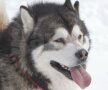 MALAMUT: domesticit, după studii ale ADN-ului, încă de acum 4500 de ani, era folosit la transportul produselor grele, fiind mai puternic decît husky. Este singurul animal domesticit care se pare că a însoţit inuiţii, primii homo sapiens, pe pămînt american.