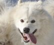 SAMOED: numele lui vine de la tribul siberian Samoyede, care îl folosea în pincipal la conducerea turmelor de reni şi la vînătoare. Un samoed a condus săniile din prima expediţie a lui Amundsen la Polul Sud (1910)