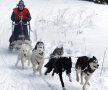 Poveşti din Ţara Harghitei, trăite în spatele unei curse cu atelaje trase de husky, malamuţi şi samoezi