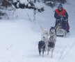 Poveşti din Ţara Harghitei, trăite în spatele unei curse cu atelaje trase de husky, malamuţi şi samoezi