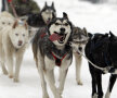 FOTO Insider în regatul Husky » Lumea fascinantă a cîinilor nordici de competiţie