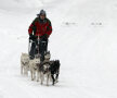 FOTO Insider în regatul Husky » Lumea fascinantă a cîinilor nordici de competiţie