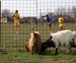 Decor obişnuit la meciurile din Divizia D.