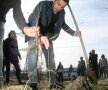 Claudiu Niculescu a dat tonul la plantarea copacilor