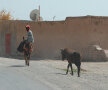 Magăruşii sînt un mijloc de deplasare des întîlnit în Maroc