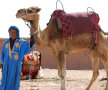 Cămila este la mare preţ în Maroc. Trebuie să plătesti pentru a face poză cu ea