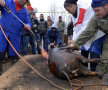 FOTO&VIDEO Şorici + lăutari! » Steliştii au sărbătorit în mod tradiţional victoria cu Astra