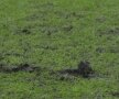 FOTO Cratere pe Arena Naţională » Gazonul a fost distrus complet de crampoanele jucătorilor