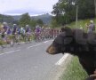 Slalom printre elefanţi » Nibali a sugrumat o competiţie în care doar fauna mai ridică sprîncene :D