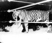 Stu Hart în celebra luptă contraunui tigru