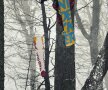 La snowboard, băieţii parcă zboară printre copacii acoperiţi de zăpadă // Foto: Mihai Şteţcu (Red Bull)