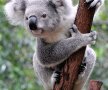 FOTO Imaginea săptămînii în fotbalul mondial! :D » Ce spune "fotbalistul-koala" despre gestul lui