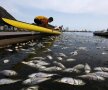 Antrenamente printre pești morți. Se întîmplă în Laguna Rodrigo de Freitas, situată în zona de sud a orașului Rio de Janeiro. Aici se vor desfășura probe la JO 2016, din Brazilia