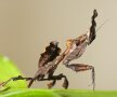 FOTO&VIDEO Această insectă există în realitate!