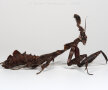 FOTO&VIDEO Această insectă există în realitate!