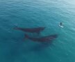 THEY'RE COMING. Imagini impresionante filmate de o dronă cu momentul în care două balene se apropie curioase de un surfer în apele Oceanului de Sud. 