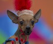 Carnavalul căţeilor, la Rio de Janeiro