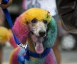 Carnavalul căţeilor, la Rio de Janeiro