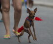 Carnavalul căţeilor, la Rio de Janeiro