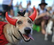 Carnavalul căţeilor, la Rio de Janeiro