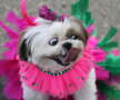 Carnavalul căţeilor, la Rio de Janeiro
