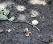 O femeie din Australia a descoperit un ou în grădină ► Foto: weirdlife.com