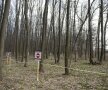 REPORTAJ INCREDIBIL Jaful SCANDALOS din pădurea Băneasa! "Becali muta stejarii din pădure în propria curte"