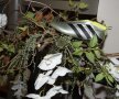 FOTO Lumea lui Paul Pogba » Imagini spectaculoase cu starul Franței