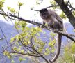 Maimuțica șterpelitoare a pliculețelor cu zahăr // Foto: Cristi Preda