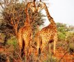 FOTO Grigor și iubirea din safari » Dimitrov are talent și la poze: imagini minunate surprinse în Africa