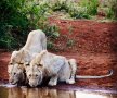 FOTO Grigor și iubirea din safari » Dimitrov are talent și la poze: imagini minunate surprinse în Africa