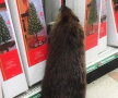 Un castor a distrus un magazin de cadouri pentru Crăciun ► Foto: delmondo.info