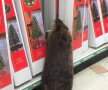 Un castor a distrus un magazin de cadouri pentru Crăciun ► Foto: delmondo.info
