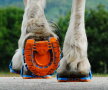 Adidaşi pentru cai ► Foto: notizie.delmondo.info
