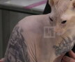 Un rus şi-a tatuat pisica ► Foto: CEN / Life.ru