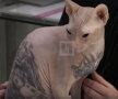 Un rus şi-a tatuat pisica ► Foto: CEN / Life.ru