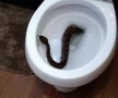 24 de șerpi veninoși au fost găsiți într-o casă
