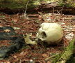 Pădurea Aokigahara (Japonia)