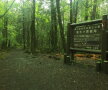 Pădurea Aokigahara (Japonia)