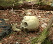Pădurea Aokigahara (Japonia)