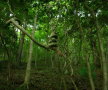Pădurea Aokigahara (Japonia)