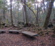 Pădurea Aokigahara (Japonia)