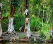 Pădurea Aokigahara (Japonia)