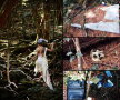 Pădurea Aokigahara (Japonia)