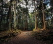 Pădurea Aokigahara (Japonia)
